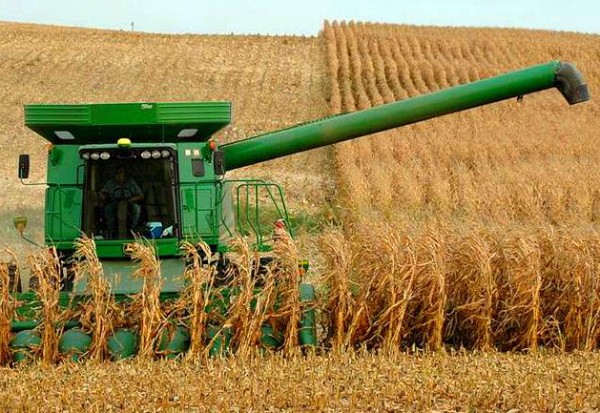 When can you harvest corn and how to determine ripeness