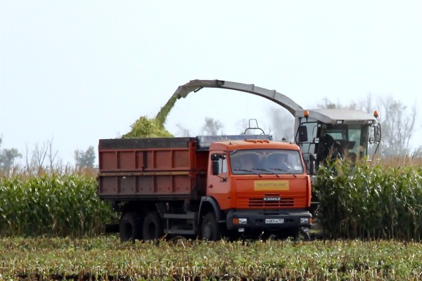 When can you harvest corn and how to determine ripeness