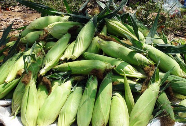 When can you harvest corn and how to determine ripeness