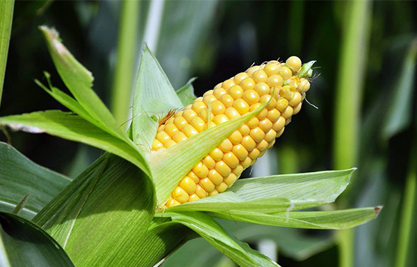 When can you harvest corn and how to determine ripeness