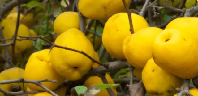 When chaenomeles (quince) bears fruit and ripens in Our Country