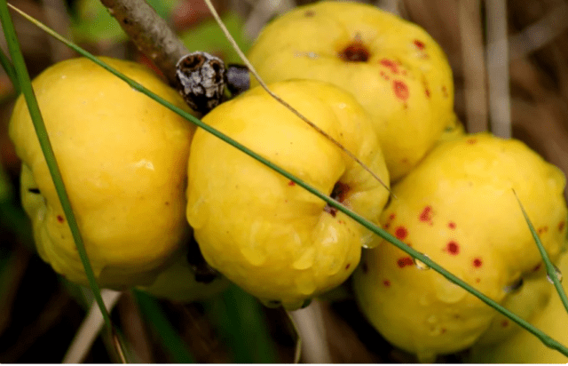 When chaenomeles (quince) bears fruit and ripens in Our Country