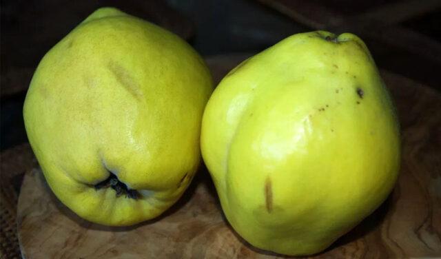 When chaenomeles (quince) bears fruit and ripens in Our Country