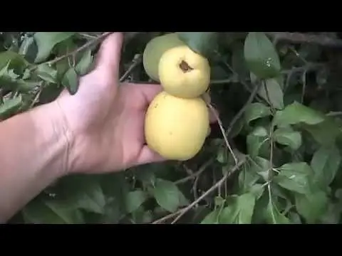 When chaenomeles (quince) bears fruit and ripens in Our Country