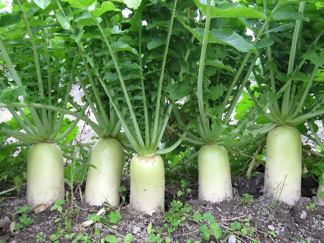 When daikon is planted in open ground with seeds