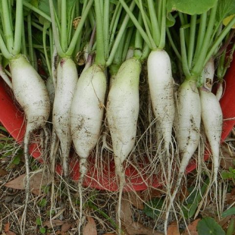 When daikon is planted in open ground with seeds