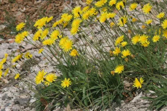 When dandelions are harvested for treatment: harvesting roots, leaves, flowers