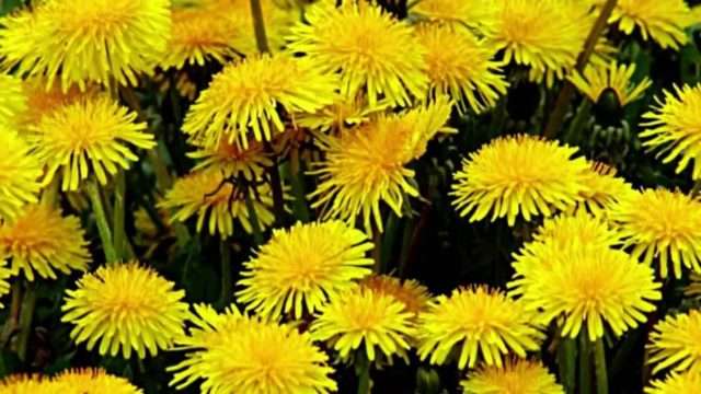 When dandelions are harvested for treatment: harvesting roots, leaves, flowers