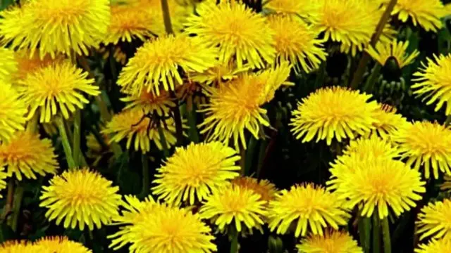 When dandelions are harvested for treatment: harvesting roots, leaves, flowers