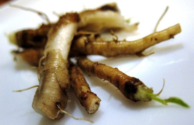 When dandelions are harvested for treatment: harvesting roots, leaves, flowers