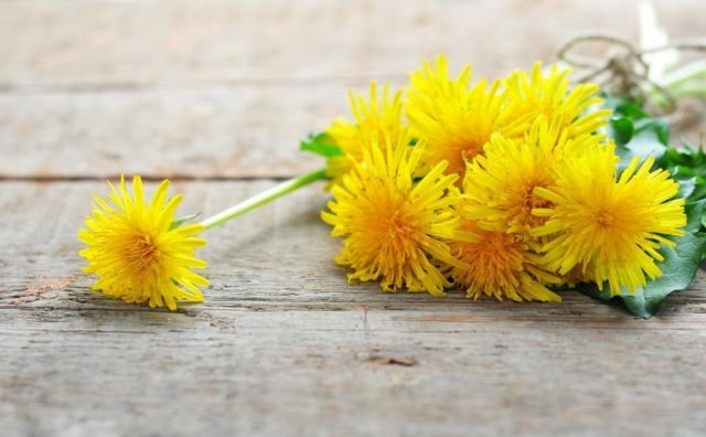 When dandelions are harvested for treatment: harvesting roots, leaves, flowers