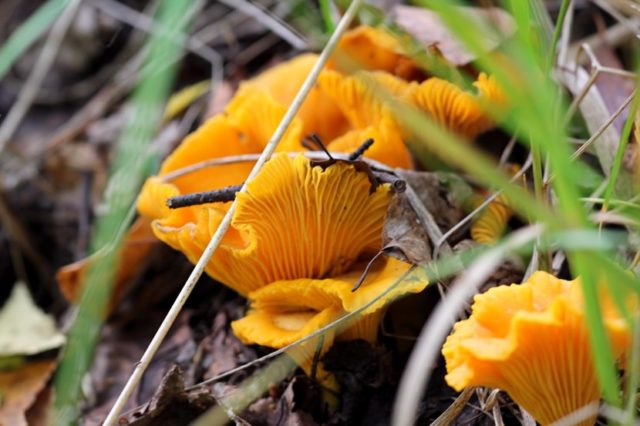 When do chanterelles grow and how to collect them correctly