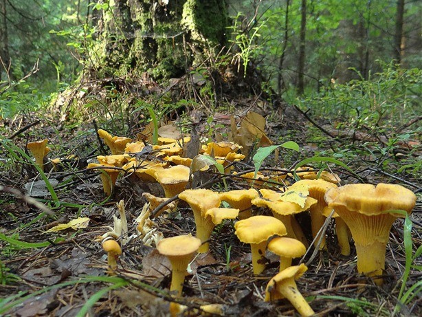 When do chanterelles grow and how to collect them correctly