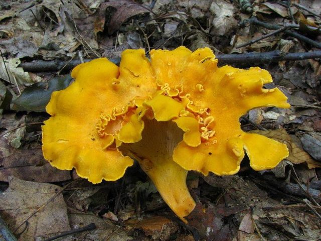 When do chanterelles grow and how to collect them correctly