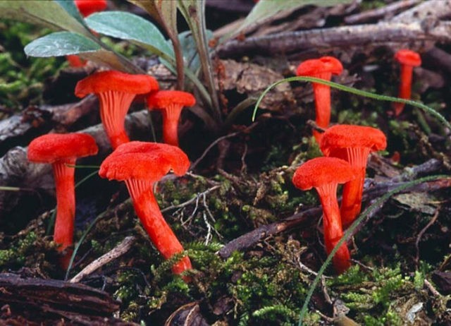 When do chanterelles grow and how to collect them correctly