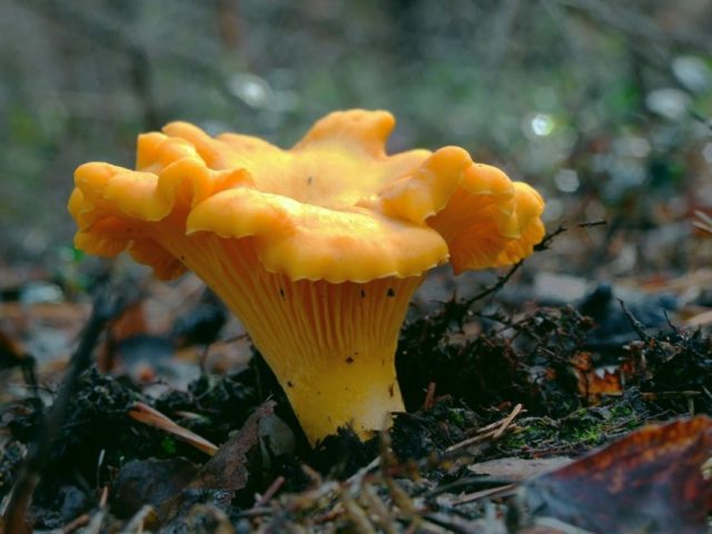 When do chanterelles grow and how to collect them correctly