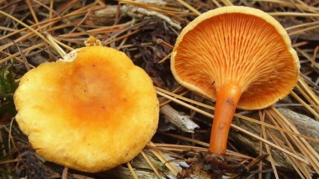 When do chanterelles grow and how to collect them correctly