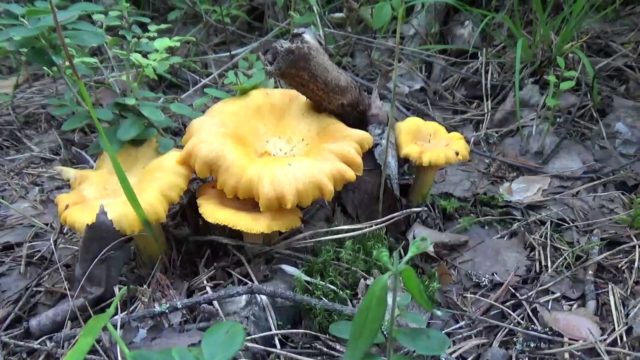 When do chanterelles grow and how to collect them correctly