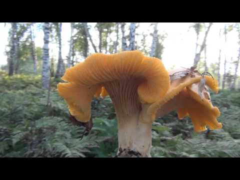 When do chanterelles grow and how to collect them correctly