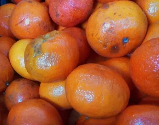 When do tangerines ripen?