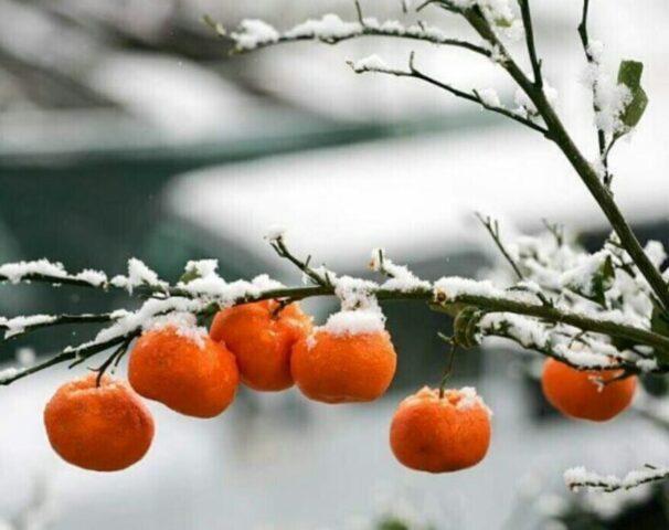 When do tangerines ripen?