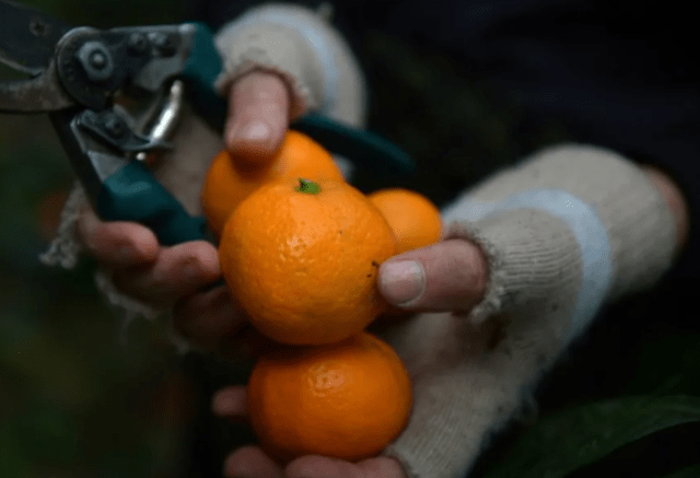 When do tangerines ripen?