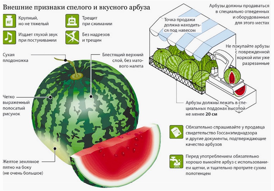 When do watermelons of different varieties ripen and how to choose a ripe one?