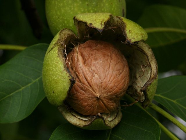 When does a walnut start to bear fruit?