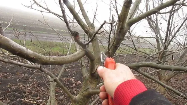 When does a walnut start to bear fruit?