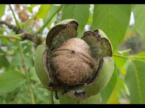 When does a walnut start to bear fruit?