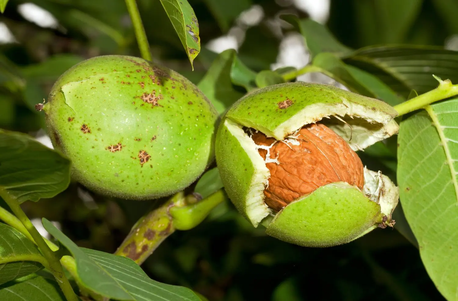 When does a walnut start to bear fruit?