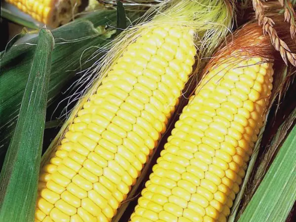 When does corn ripen: ripening and harvesting dates