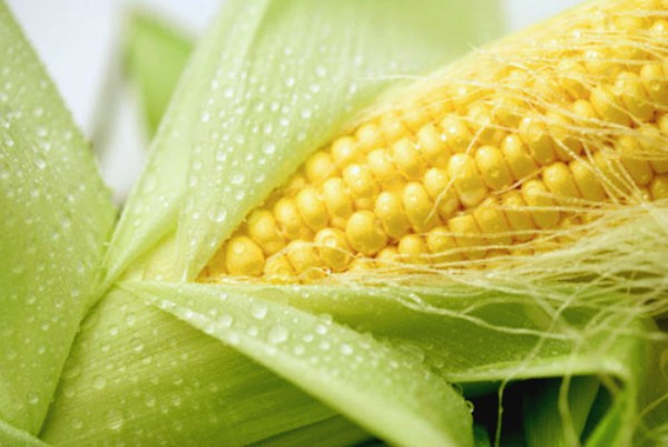 When does corn ripen: ripening and harvesting dates