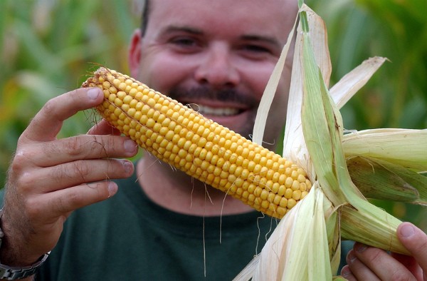 When does corn ripen: ripening and harvesting dates