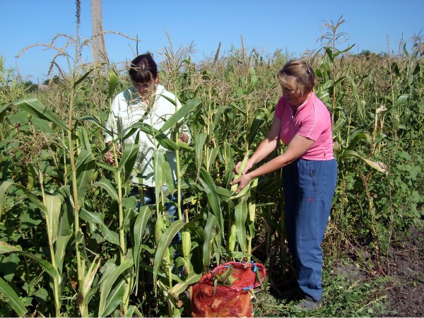 When does corn ripen: ripening and harvesting dates