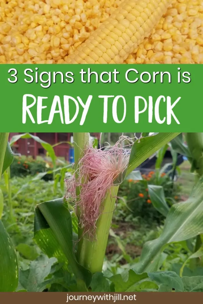 When does corn ripen: ripening and harvesting dates