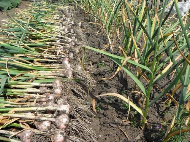 When garlic is harvested from the garden in the Urals