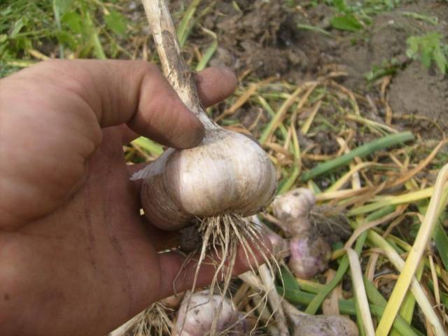 When garlic is harvested from the garden in the Urals