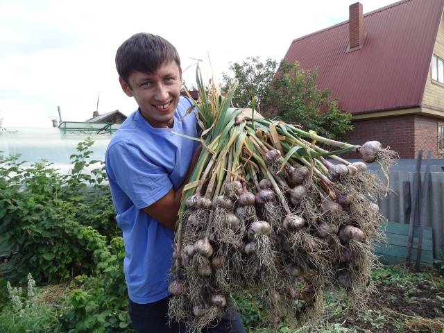 When garlic is harvested from the garden in the Urals