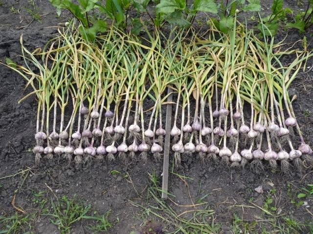 When garlic is harvested from the garden in the Urals