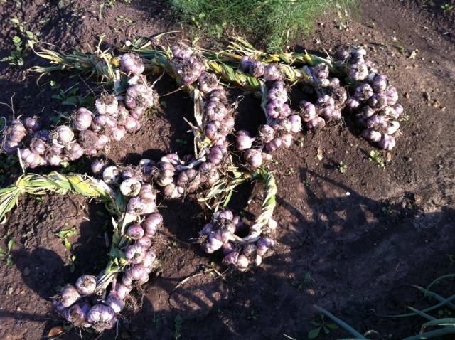 When garlic is harvested from the garden in the Urals