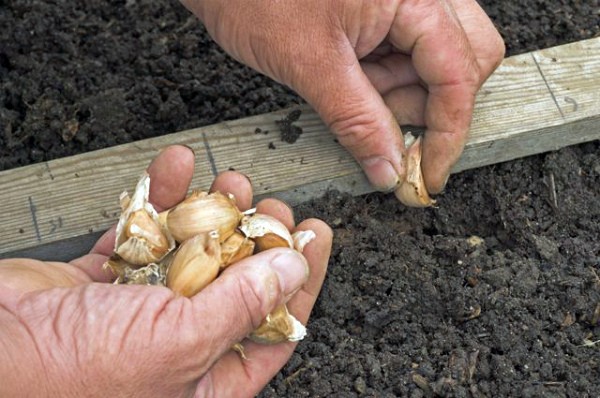 When garlic is planted before winter in the Moscow region: timing