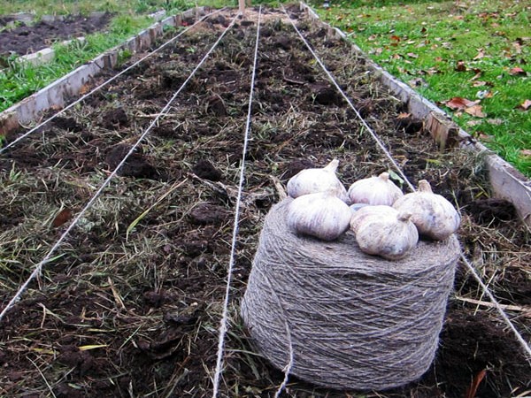 When garlic is planted before winter in the Moscow region: timing