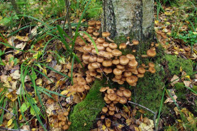 When honey mushrooms appear in Voronezh, in the Voronezh region: collection season in 2022