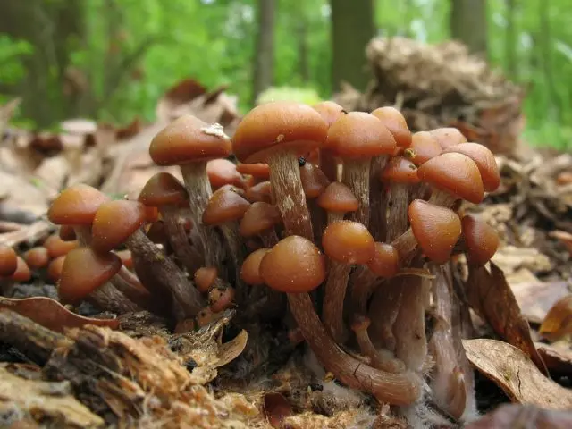 When honey mushrooms appear in Voronezh, in the Voronezh region: collection season in 2022