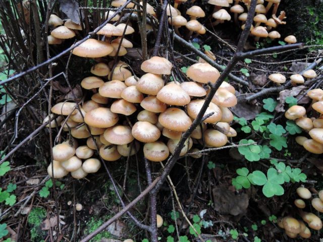 When honey mushrooms appear in Voronezh, in the Voronezh region: collection season in 2022