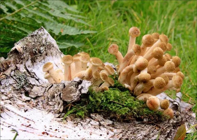 When honey mushrooms appear in Voronezh, in the Voronezh region: collection season in 2022