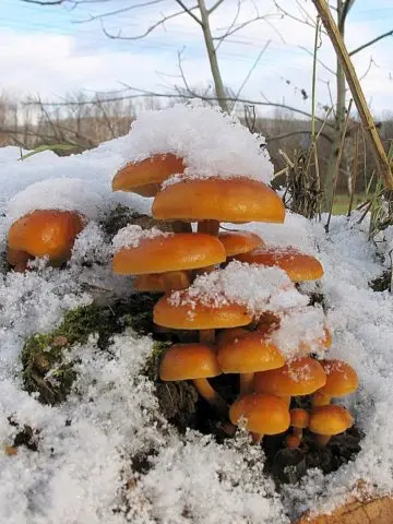 When honey mushrooms appear in Voronezh, in the Voronezh region: collection season in 2022