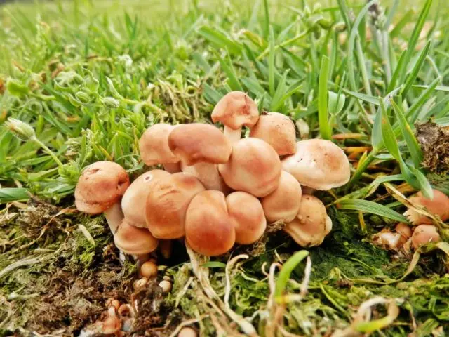 When honey mushrooms appear in Voronezh, in the Voronezh region: collection season in 2022