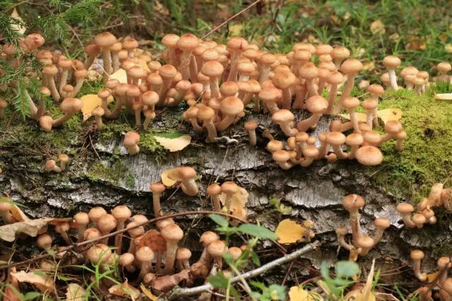 When honey mushrooms appear in Voronezh, in the Voronezh region: collection season in 2022